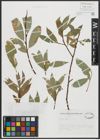 Foto von Salix alba L.